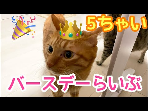 きんた5歳バースデーライブ🎂(YouTube)