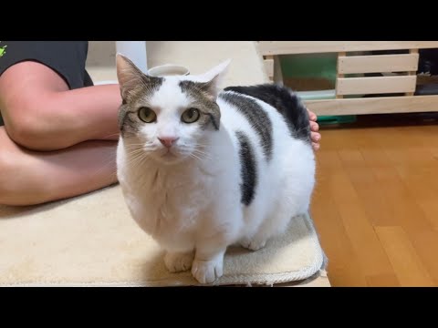 「言えばいいのに」とみんなに思われる猫(YouTube)