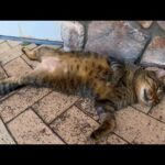 オマエ本当に野良猫かよ!?地面に仰向けで寝る猫(YouTube)