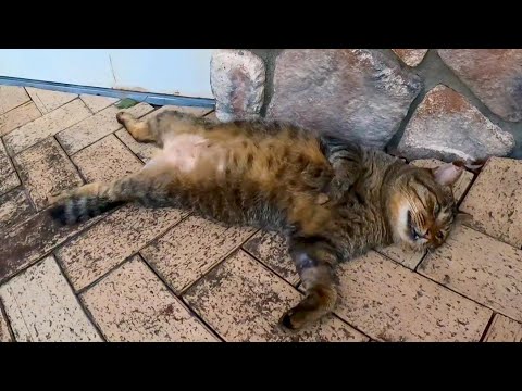 オマエ本当に野良猫かよ!?地面に仰向けで寝る猫(YouTube)