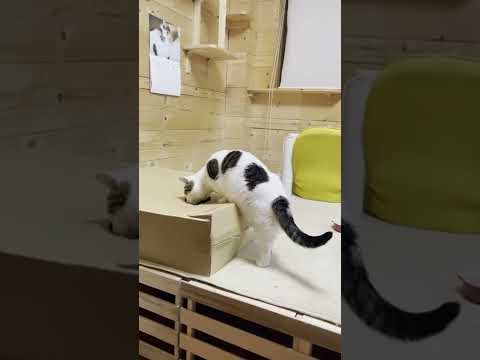 何かを見つけた猫 #shorts(YouTube)