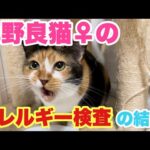 元野良猫ちゃんのアレルギー検査の結果が出たのでお知らせします！(YouTube)