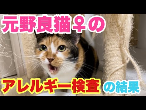 元野良猫ちゃんのアレルギー検査の結果が出たのでお知らせします！(YouTube)
