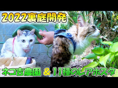猫達のお散歩コースに新名所！ネコ吉農園にレアホスタの数々‥ミョウガや大葉も激増で今年の裏庭は激アツです！(YouTube)