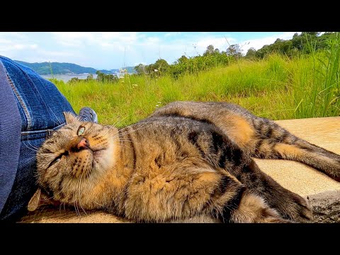 海の見える丘の上のベンチに座っていたら野良猫が隣に座ってきて癒される(YouTube)
