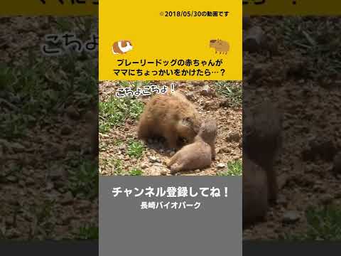 プレーリードッグ親子の戯れ Prairie dog baby(YouTube)