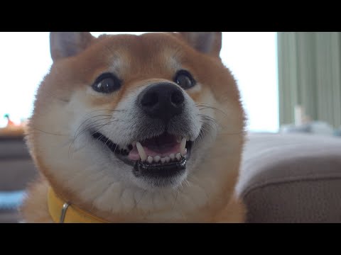 久々に実家に行ったら人見知りを発動する柴犬がかわいい。(YouTube)