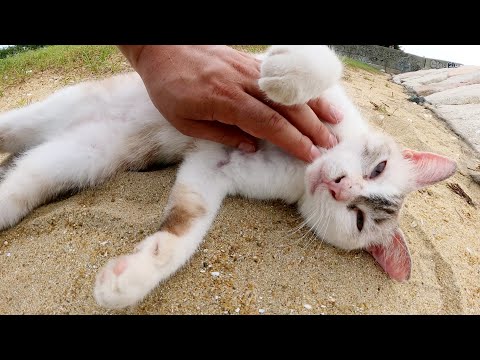 ケガの治療で人間不信になったシャム猫が久し振りに出てきてくれた(YouTube)