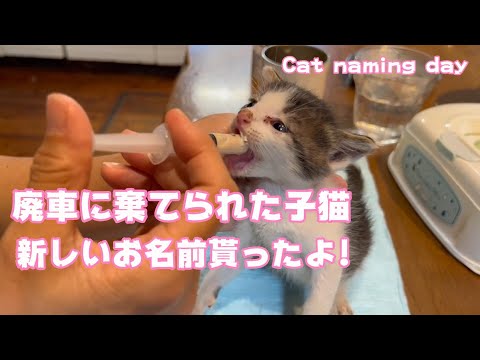 廃車に棄てられた子猫  新しいお名前貰ったよ！　Cat naming day(YouTube)