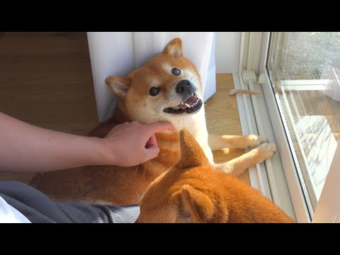 先日出会った子をずっと心配し続ける柴犬。(YouTube)