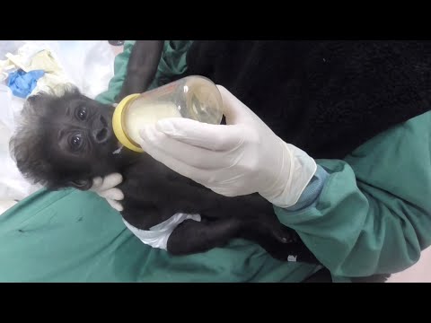 ニシゴリラの子どもの哺乳：上野動物園(YouTube)