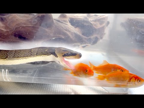 金魚を次々に飲み込んでいく蛇(YouTube)