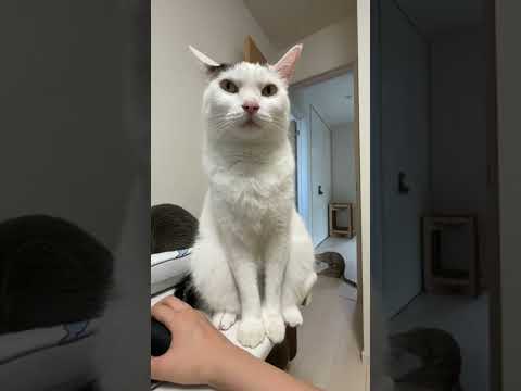 ご飯待ちの猫を無視すると…？ #shorts(YouTube)
