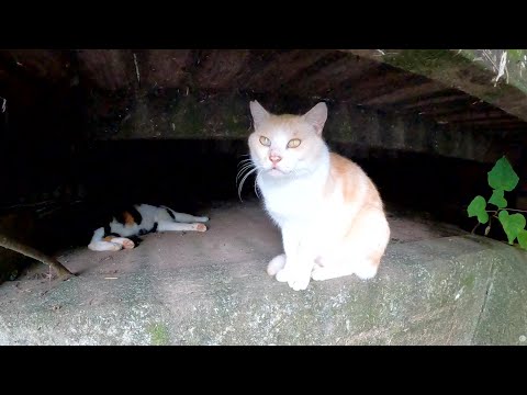 野良猫の秘密の隠れ家を発見！(YouTube)