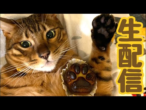 【生配信8/14】お盆休みはゆっくり猫ても見て過ごしませんか？生配信(YouTube)