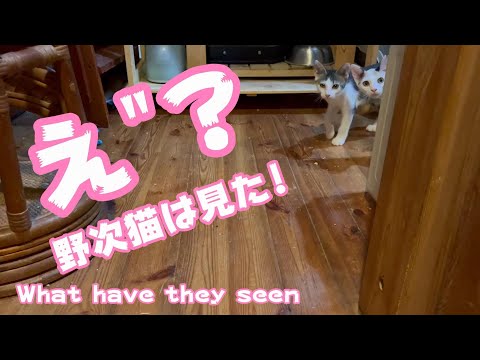え”?野次馬子猫は見た！　What have they seen(YouTube)