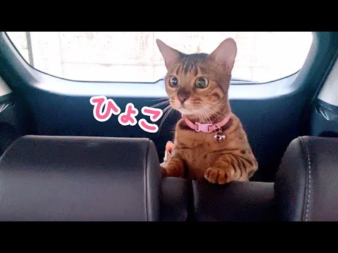 血液検査結果を車内でお利口さんに待機する美人母娘猫(YouTube)
