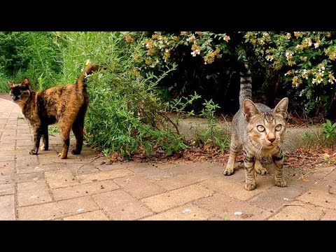 山の上の駐車場でちょっとビビりの野良猫3人組に出会った(YouTube)
