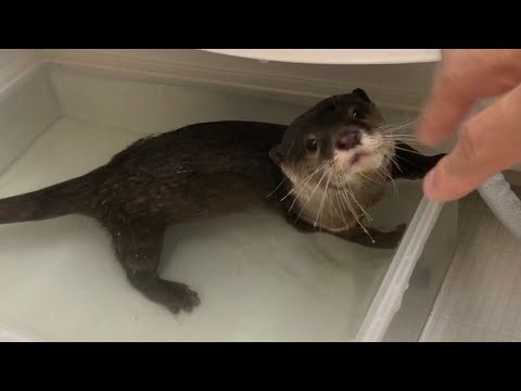 お腹いっぱいで遊び始めるカワウソがスーパー無邪気可愛い Super innocent and cute otter who is full of food and starts to play.(YouTube)