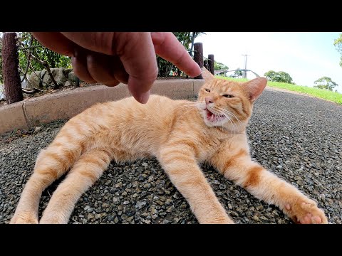 暑すぎて、日陰から動こうとしない茶トラ猫をモフる(YouTube)