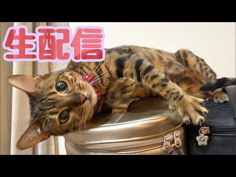 【生配信8/7】お盆休みまでもう一踏ん張りするため猫でも見え過ごしませんか？生配信(YouTube)