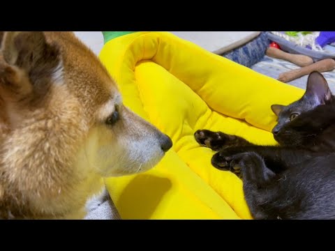 先輩猫のマネっ子をして日々賢さUPの子猫♪(YouTube)