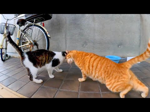 雨のフェリー乗り場では雨宿りに飽きた野良猫が「闘牛ゴッコ」をしていた(YouTube)