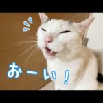 寝る時間にチロさんに呼ばれたので見に行くと…？(YouTube)