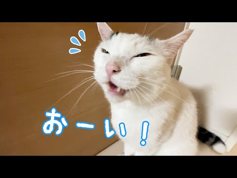 寝る時間にチロさんに呼ばれたので見に行くと…？(YouTube)
