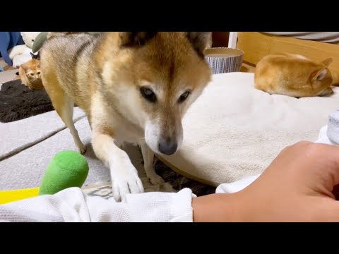お姉ちゃんにヨシヨシ&カキカキを要求し続ける柴犬♥(YouTube)