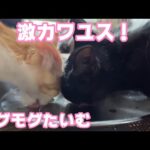 激カカワユス！もぐもぐタイム(YouTube)