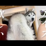 姉のアイスが意地でも欲しくて圧をかけるも、貰えずに復讐するシベリアンハスキー(YouTube)