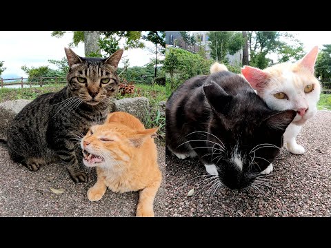 暑い日でもピタリとくっついて過ごす猫カップル達(YouTube)