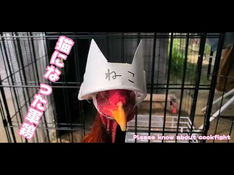 猫になりたかった軍鶏 クックハウス please know about Cookfight(YouTube)