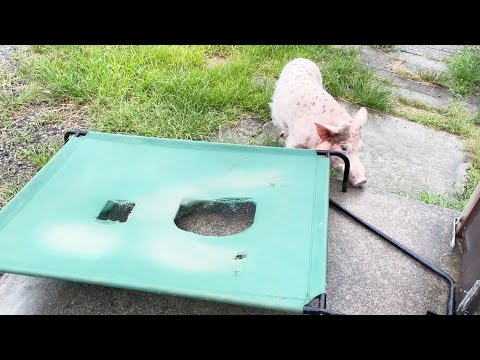 ミニブタつくねがベッドを豪快に破壊！！(YouTube)