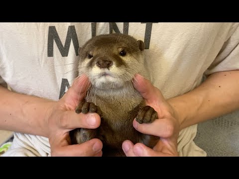 抱っこされたカワウソが可愛く反撃をする！ The cuddly otter fights back adorably!(YouTube)