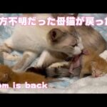 母猫行方不明の子猫3日目　ママが戻ってきた！　Mom is back(YouTube)
