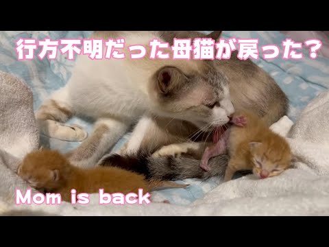 母猫行方不明の子猫3日目　ママが戻ってきた！　Mom is back(YouTube)