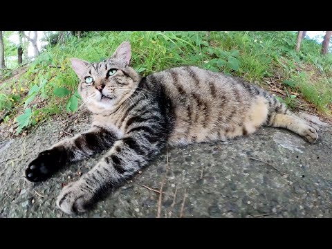 連日の猛暑でぐったりするキジトラ猫をモフる(YouTube)