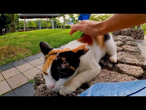 急いで駆け寄ってくる三毛猫がかわい過ぎる(YouTube)