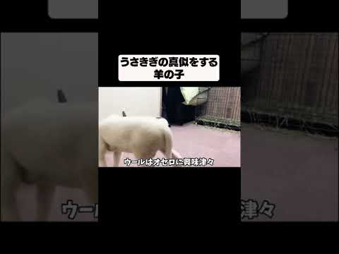 不思議な行動：うさぎの真似をする羊の子(YouTube)
