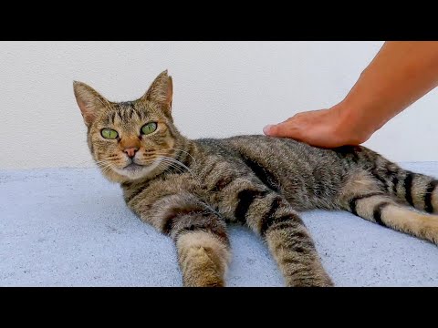 猫島のフェリー乗り場の周りには猫が沢山いて楽しい(YouTube)
