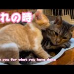 別れの時 Thank you for what you have done(YouTube)