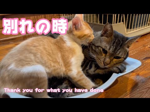 別れの時 Thank you for what you have done(YouTube)