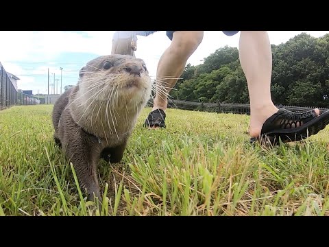 雨上がりの散歩でカワウソが大はしゃぎ！ Otter are having a blast on their walk after the rain!(YouTube)