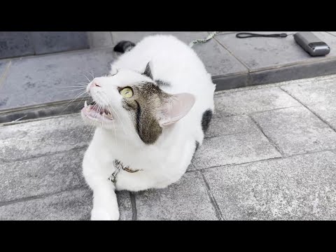 スズメにクラッキングしてたら蚊に囲まれてしまった猫(YouTube)