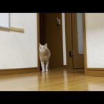 寝る前は息子と遊んでから一緒に部屋に行く猫(YouTube)