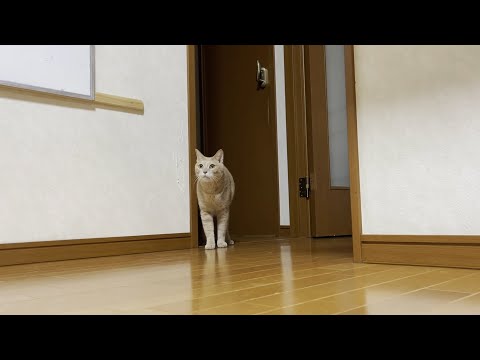 寝る前は息子と遊んでから一緒に部屋に行く猫(YouTube)