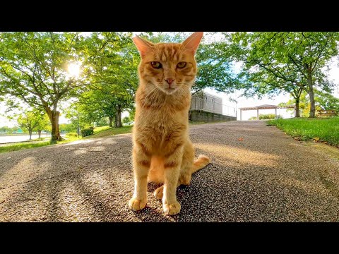 公園の茶トラ猫がモフられに来た(YouTube)