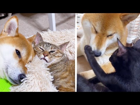 猫の性格に合わせ接し方を変える優しい柴犬ママ♥(YouTube)